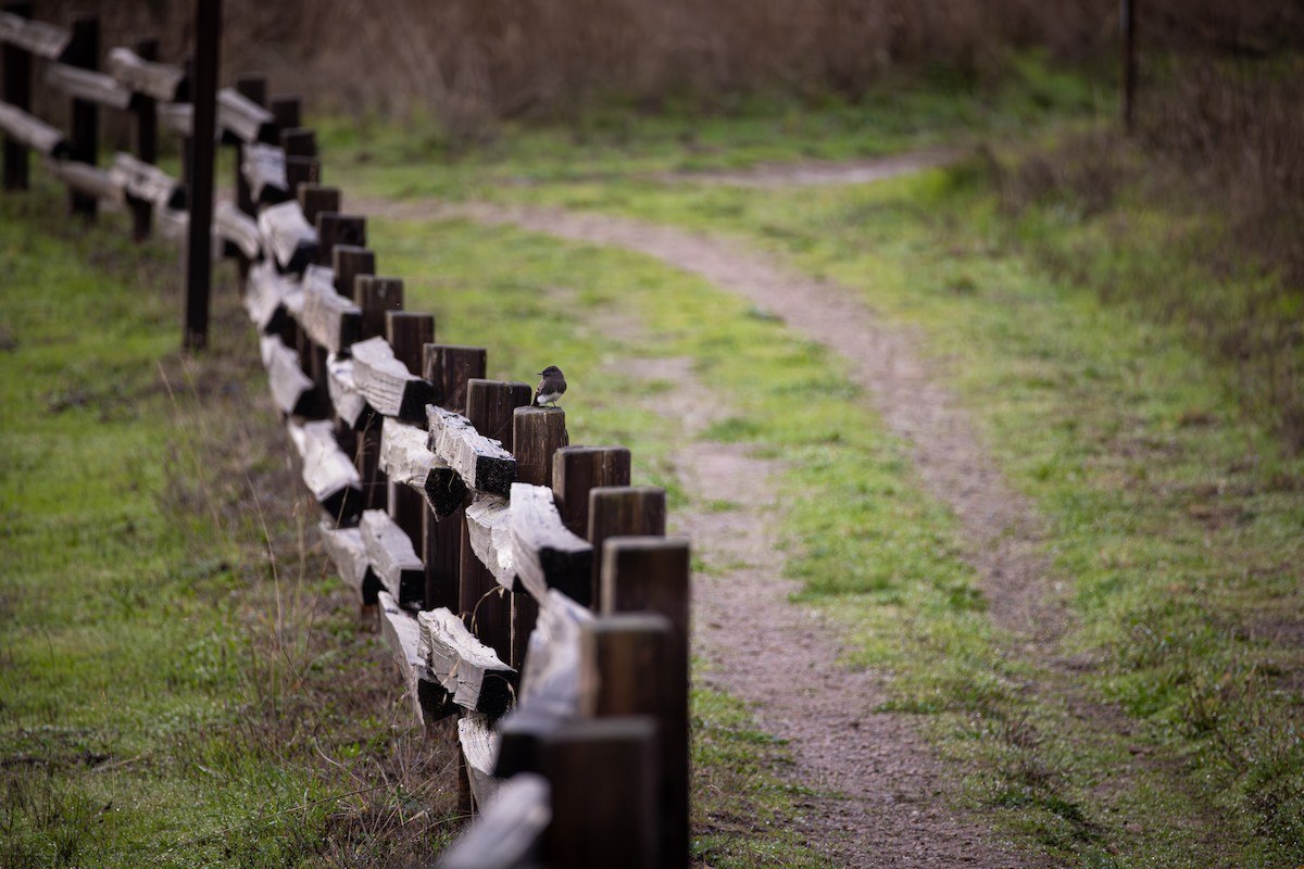 Black Phoebe - ML644297407