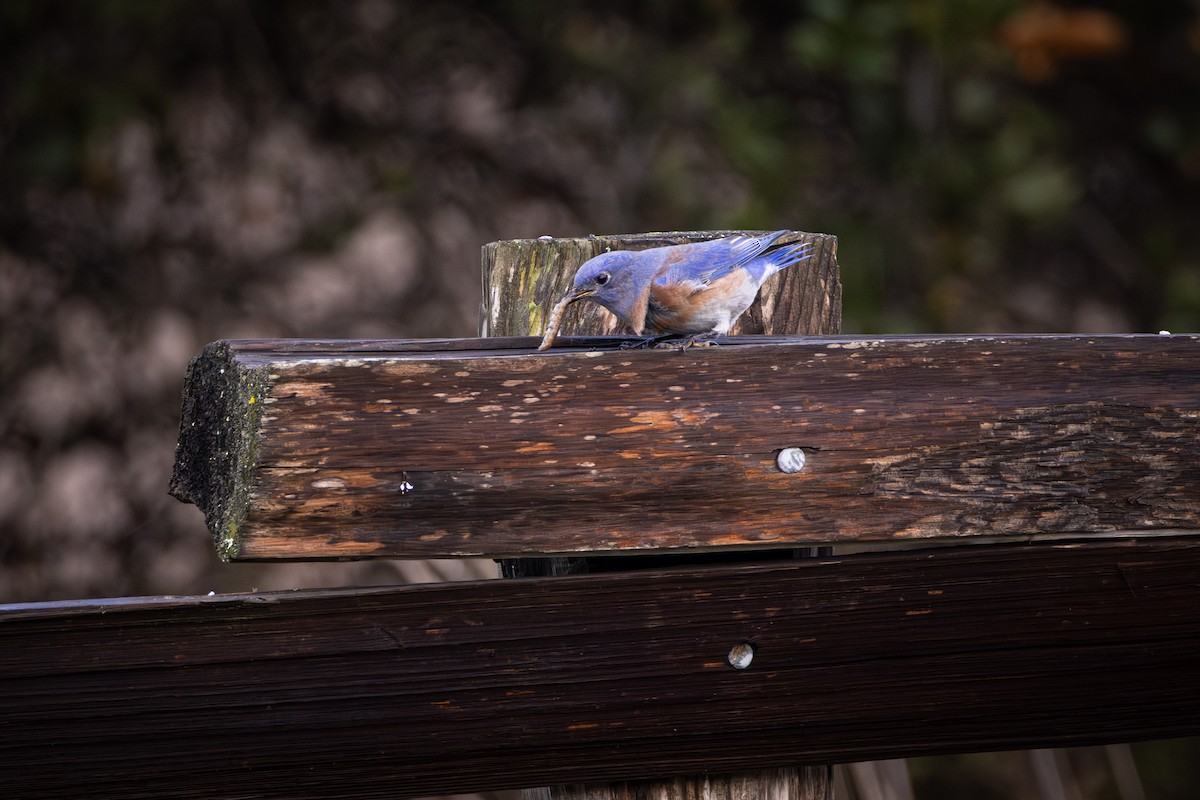 salašník západní - ML644297411