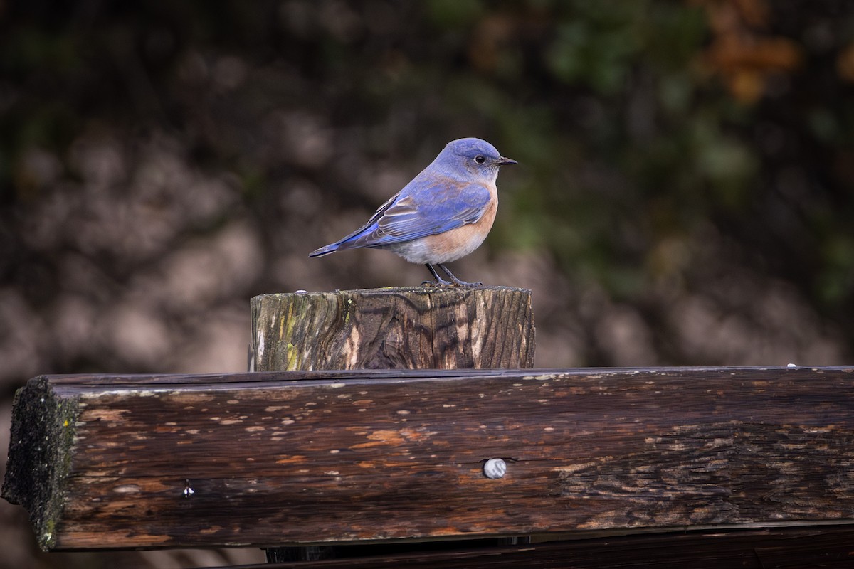 salašník západní - ML644297412