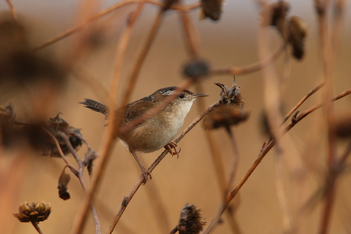 Cucarachero Pantanero - ML644297413