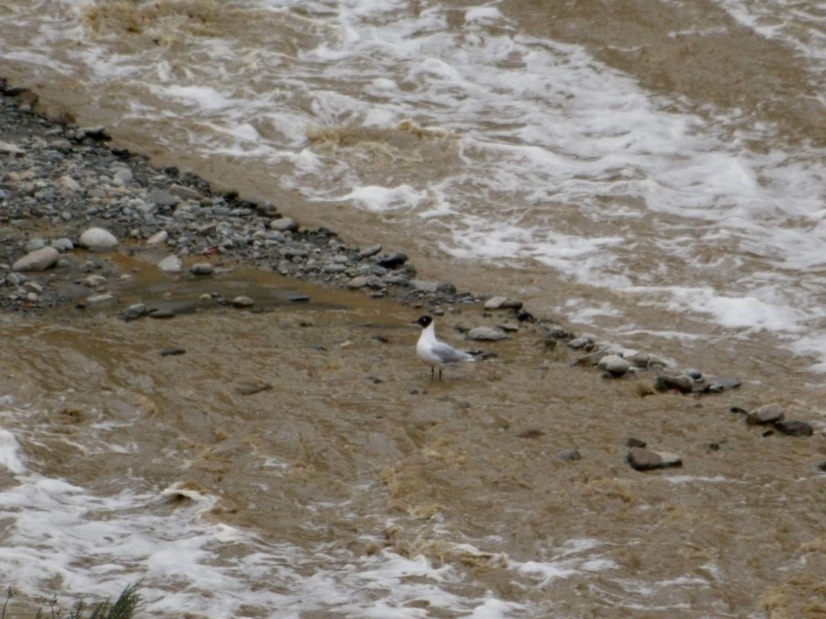 Andean Gull - ML644297422