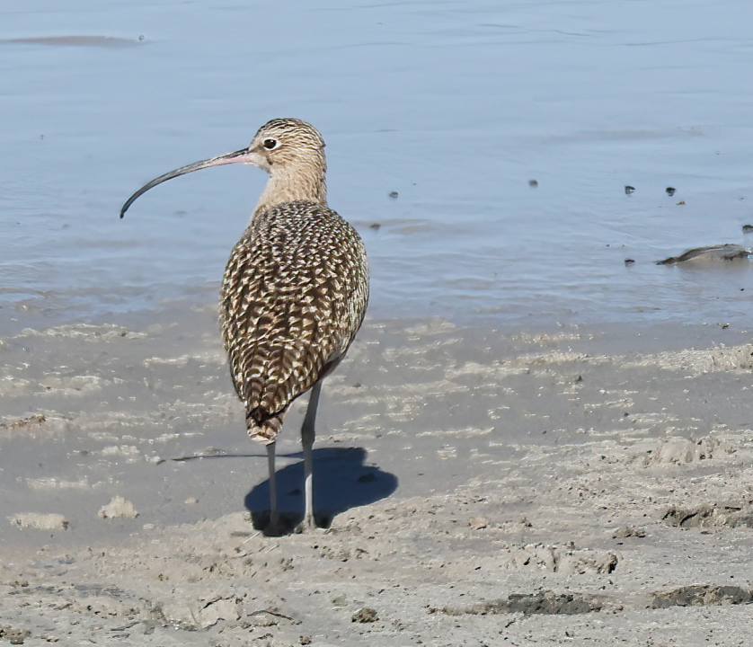 Long-billed Curlew - ML644297424
