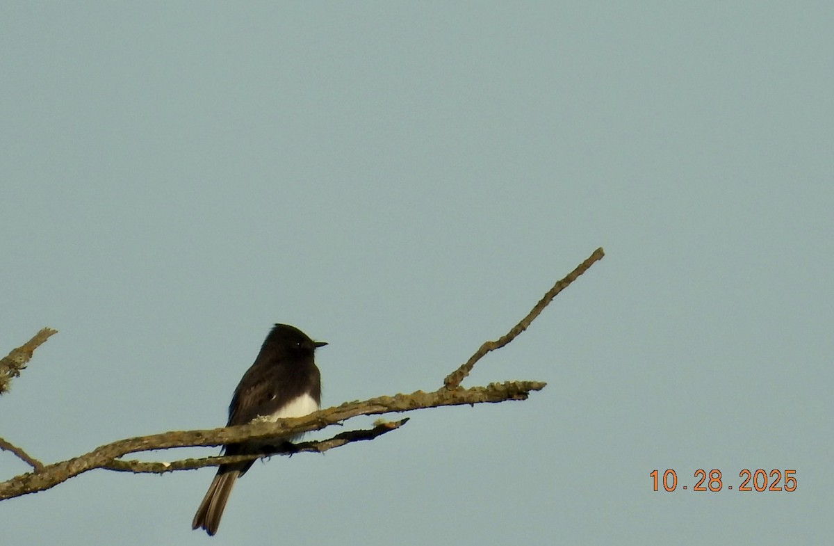 Black Phoebe - ML644297425