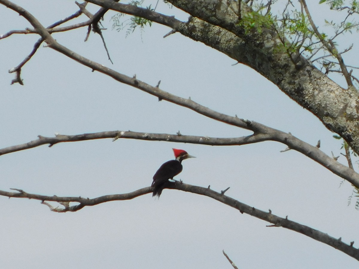 Black-bodied Woodpecker - ML644297431