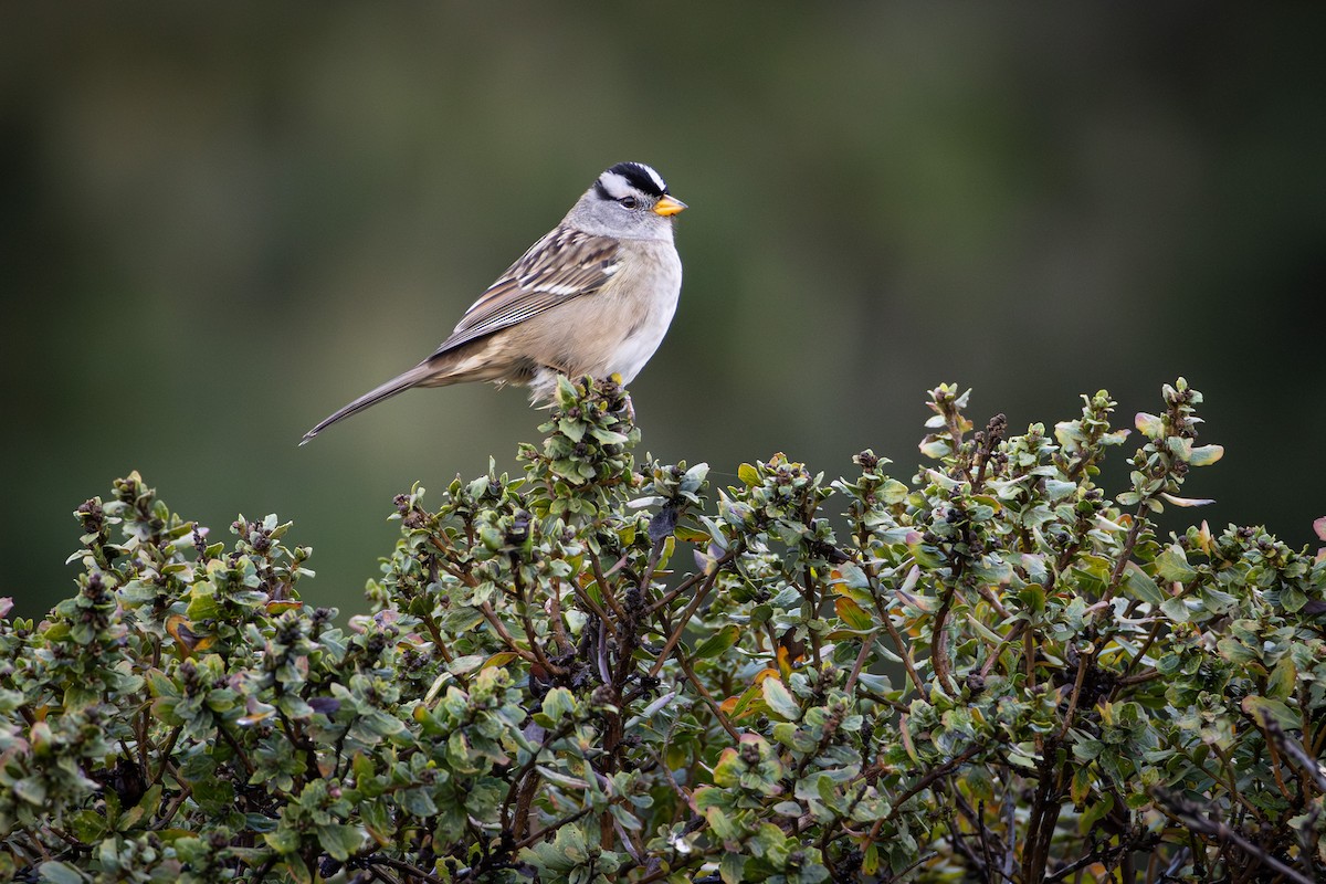 Porsuk Serçesi - ML644297432