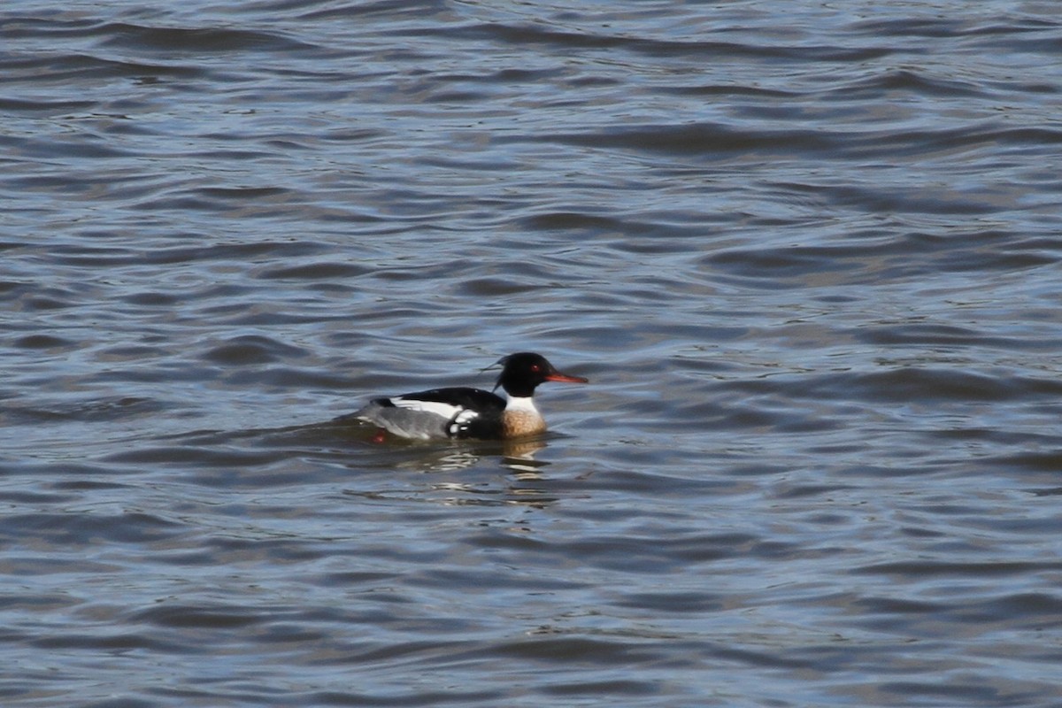 Крех середній - ML644297435