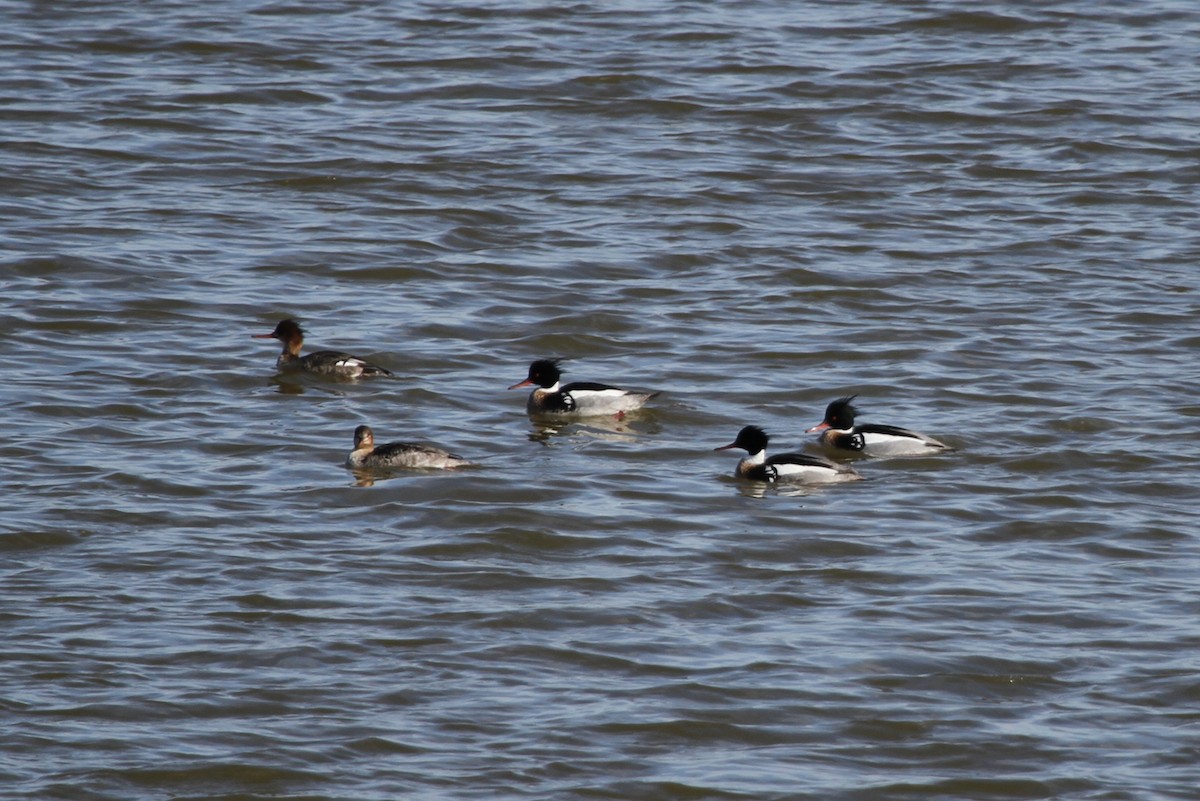 Крех середній - ML644297436