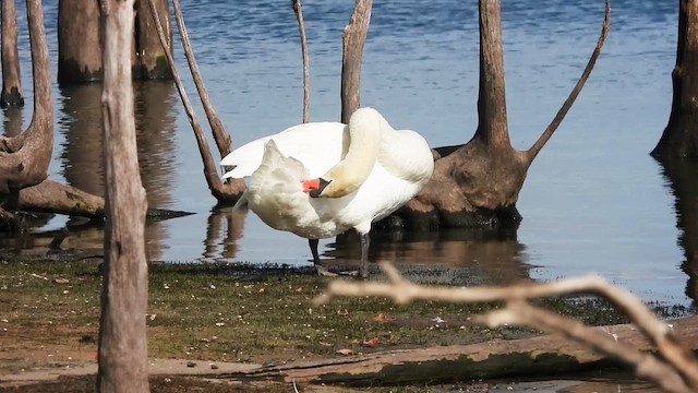 Mute Swan - ML644297443