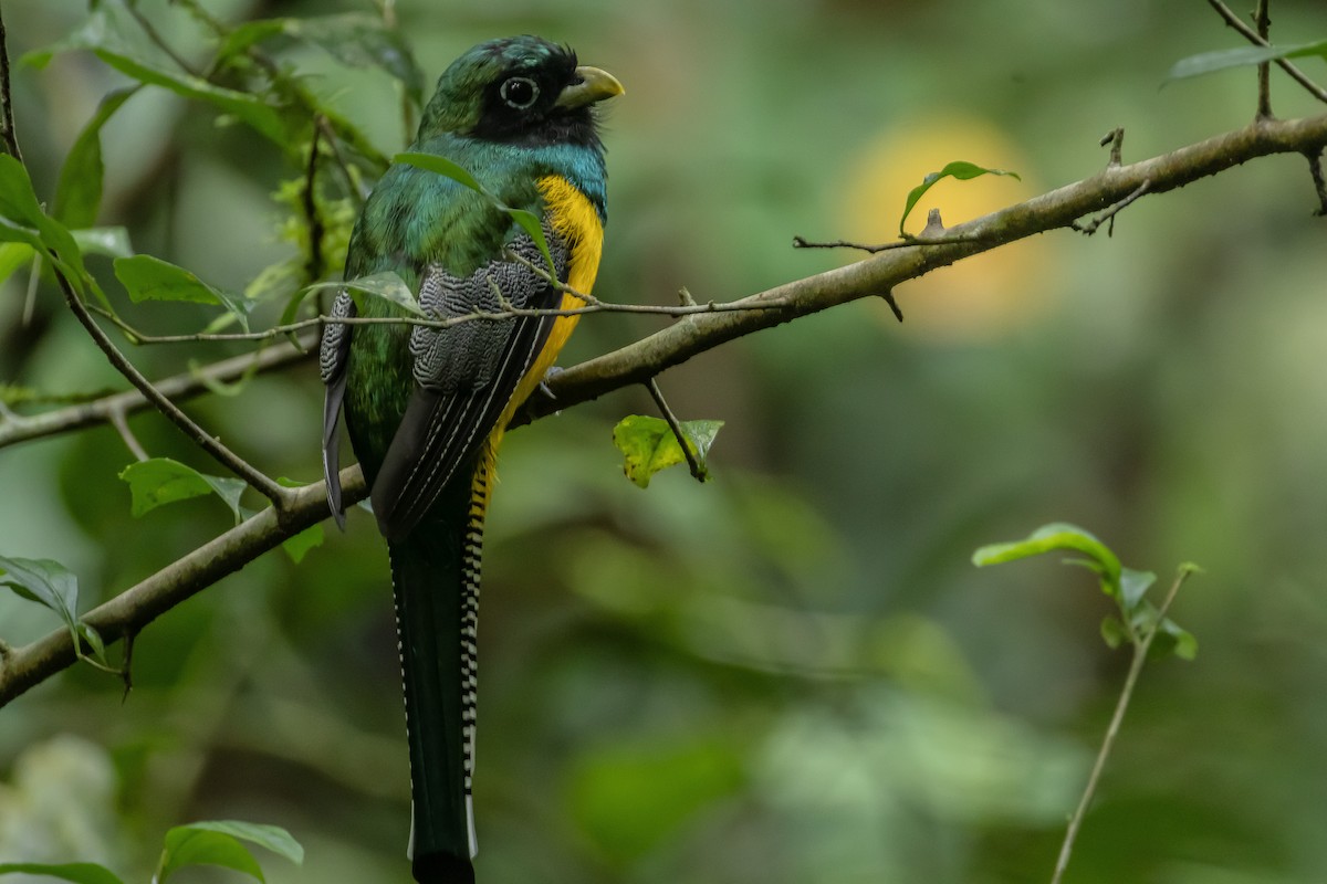 Graceful Black-throated Trogon - ML644297444