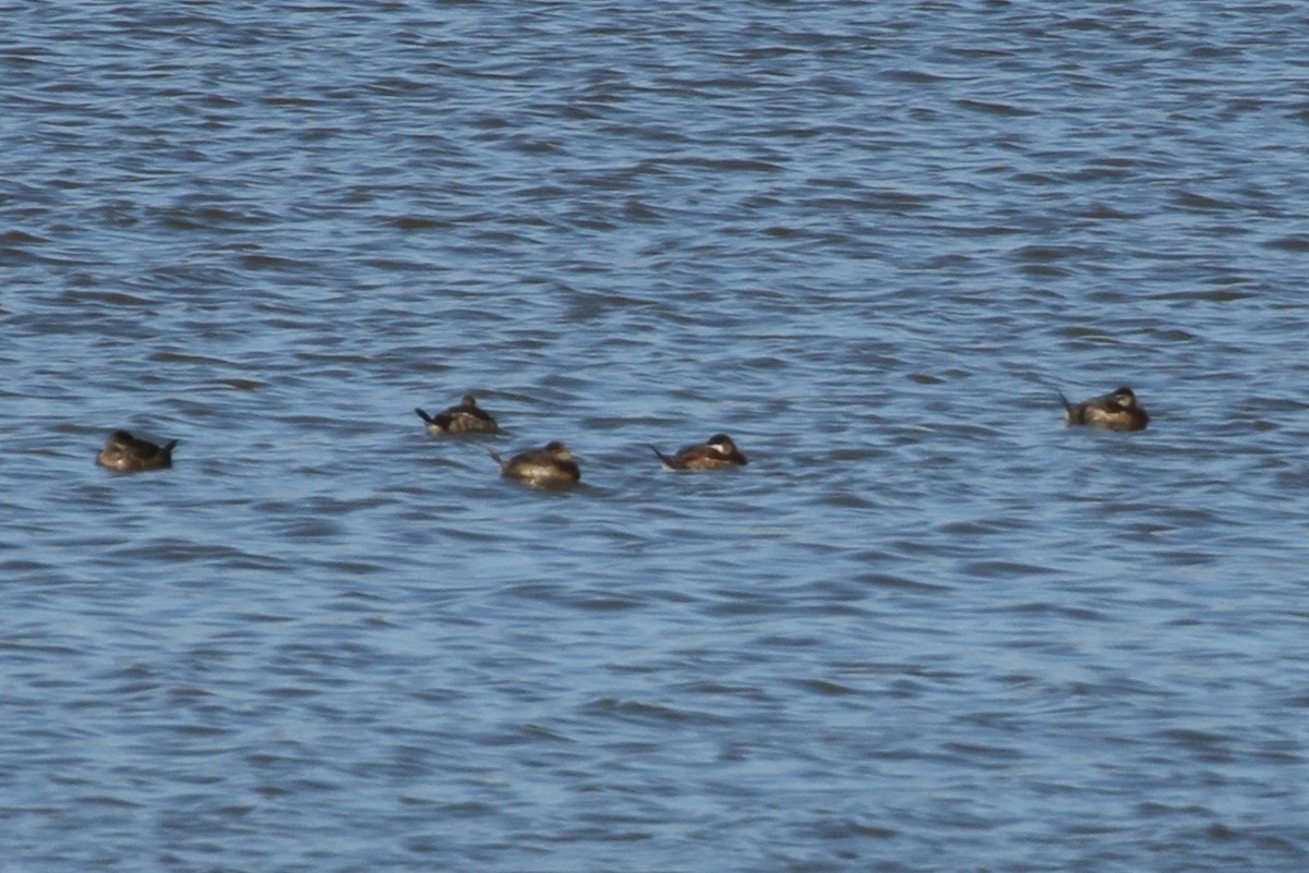 Савка американська - ML644297445