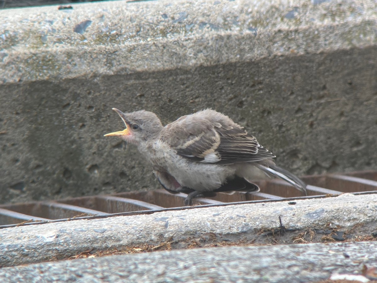Пересмішник багатоголосий - ML644297457