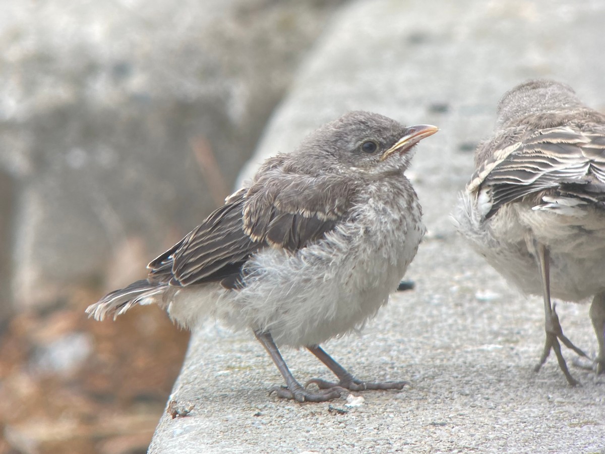Пересмішник багатоголосий - ML644297458