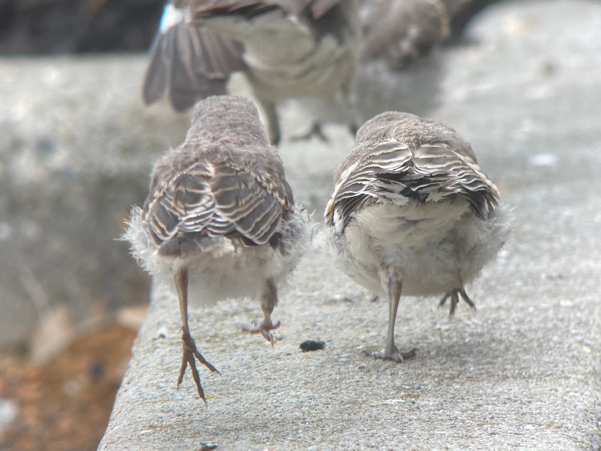 Пересмішник багатоголосий - ML644297459