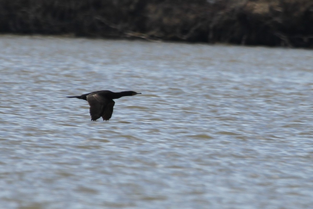 Баклан вухатий - ML644297469