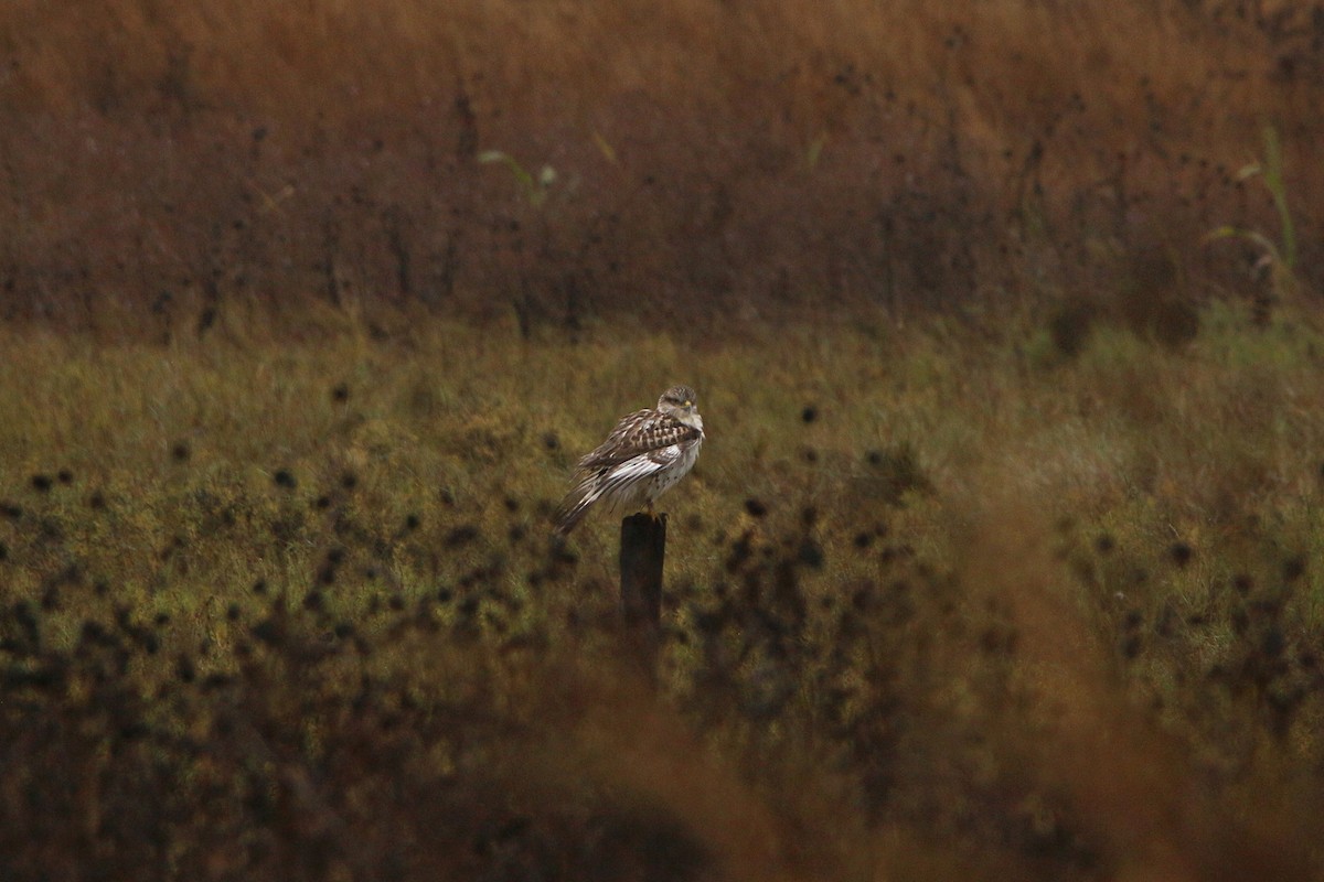 Ferruginous Hawk - ML644297470