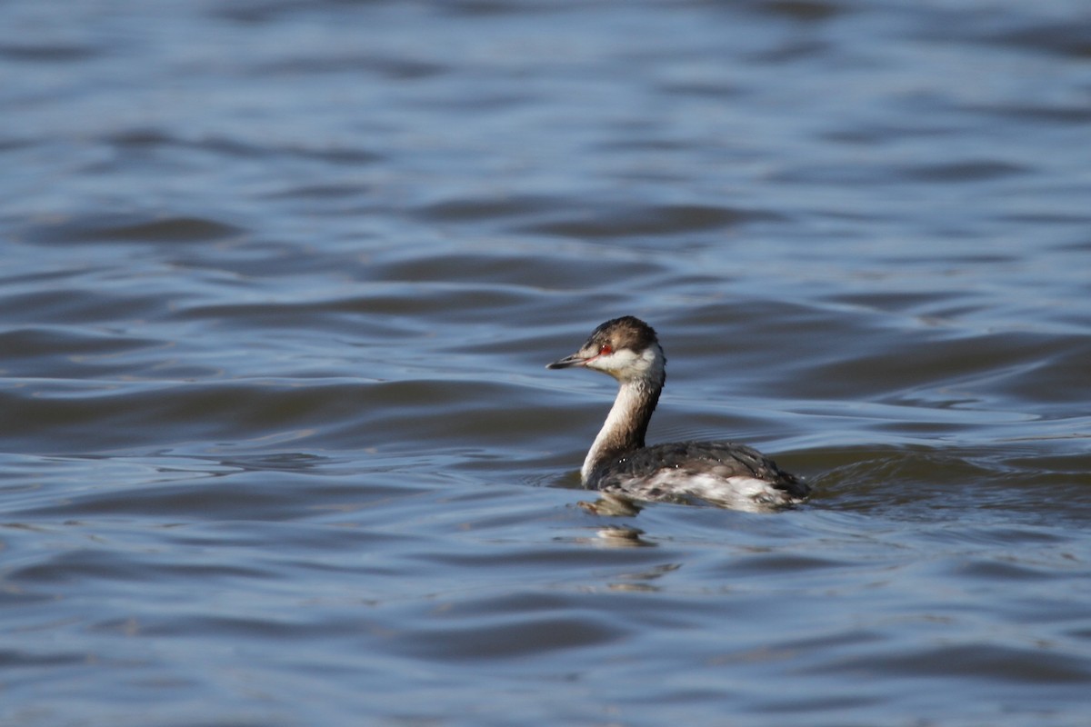 Пірникоза червоношия - ML644297482
