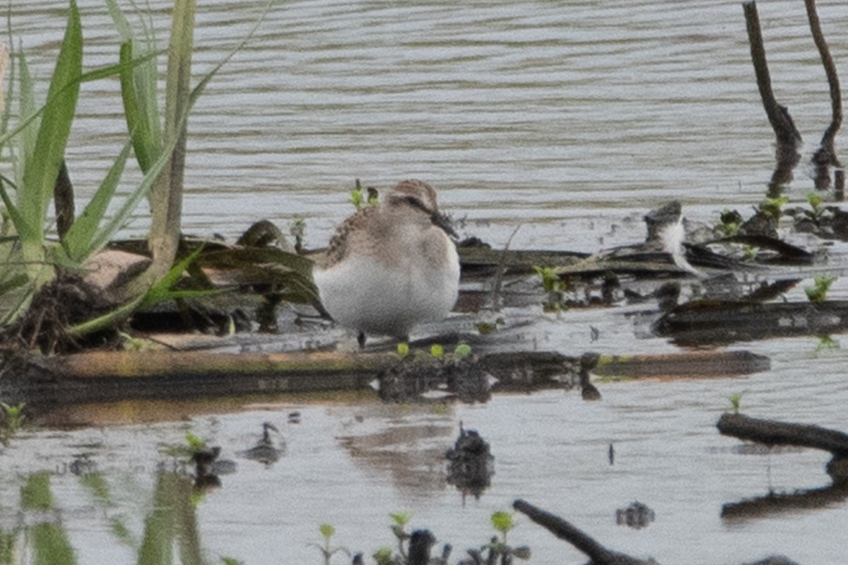 Baird's Sandpiper - ML644297485