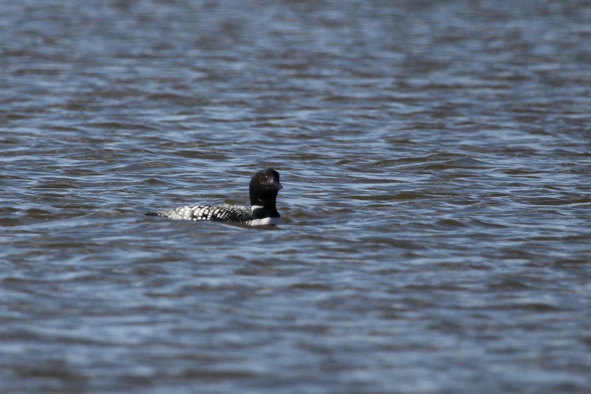 Гагара полярна - ML644297498