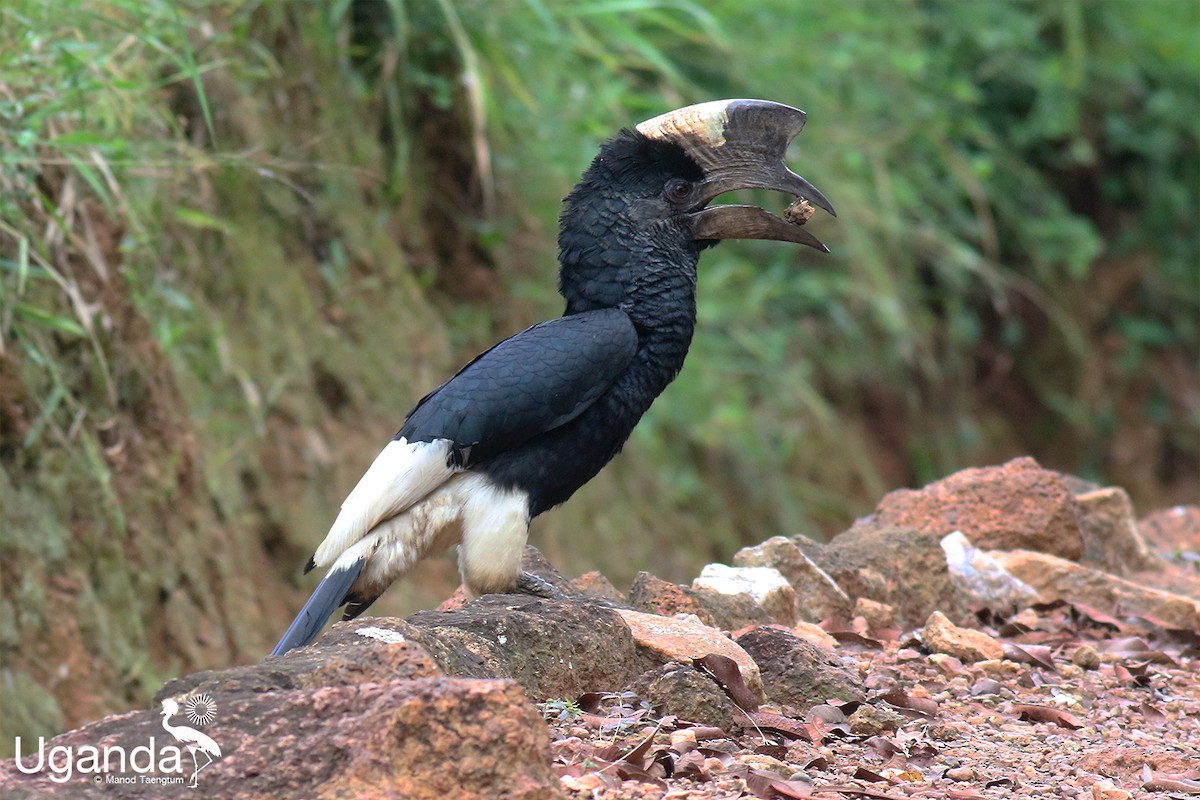 Grauwangen-Hornvogel - ML644297505