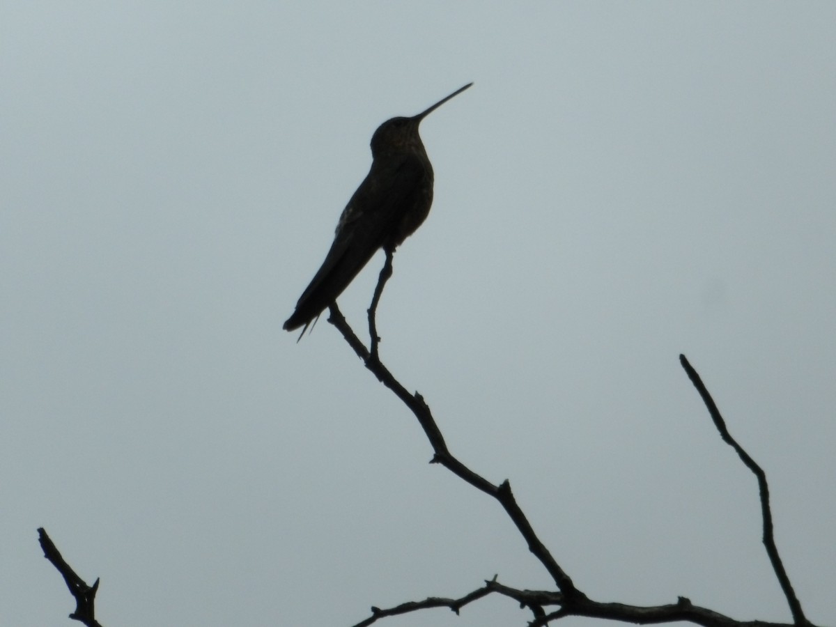 Giant Hummingbird - ML644297514