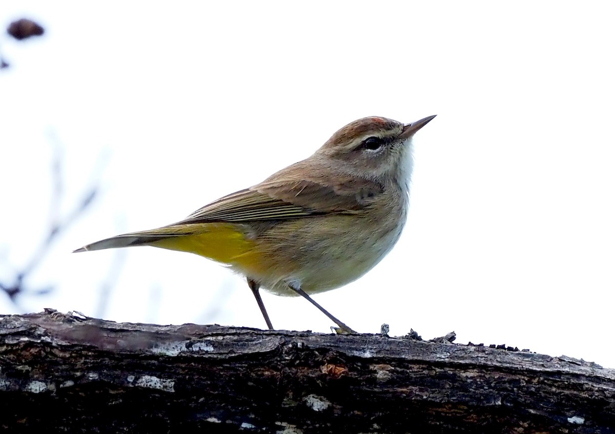 סבכון חום-כיפה - ML644297518