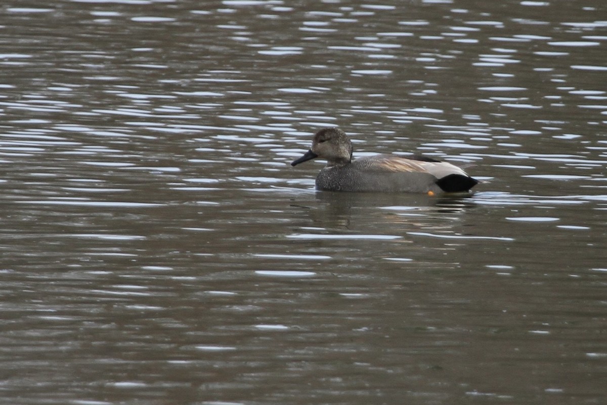 Нерозень - ML644297521