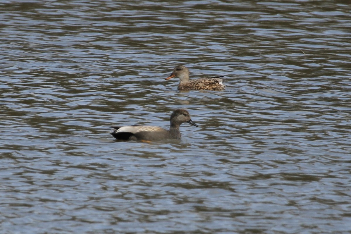 Нерозень - ML644297522