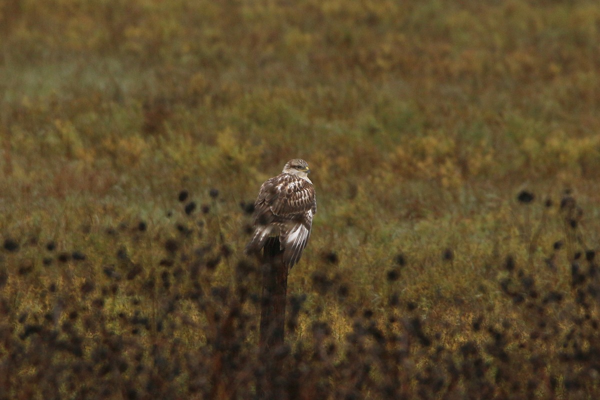 Ferruginous Hawk - ML644297528