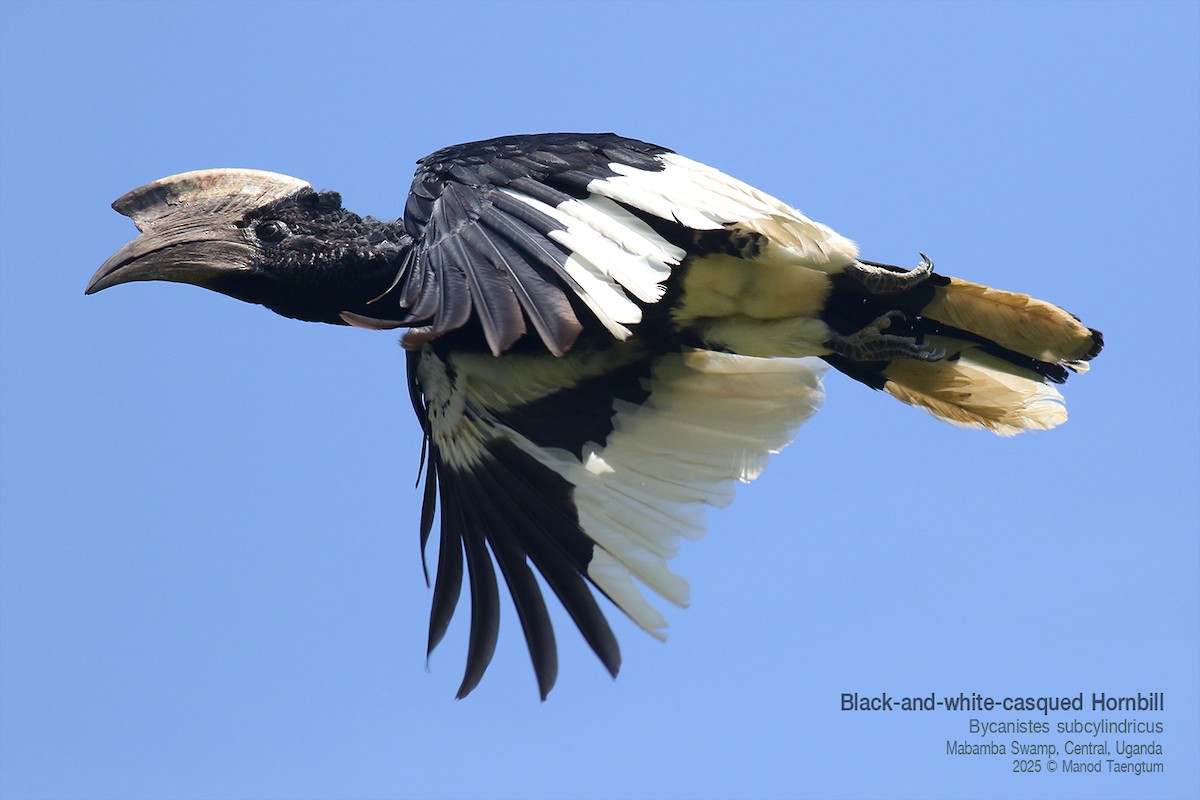 Grauwangen-Hornvogel - ML644297531