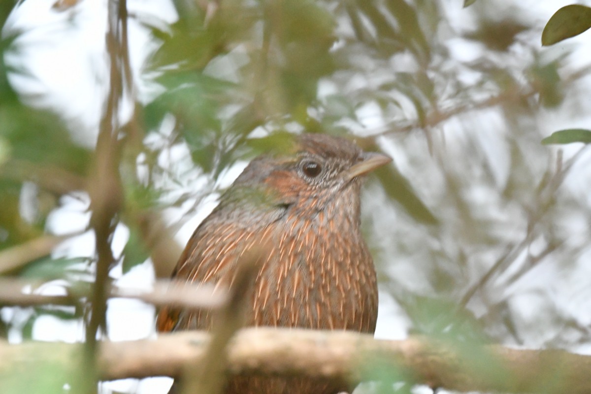 Garrulaxe barré - ML644297536