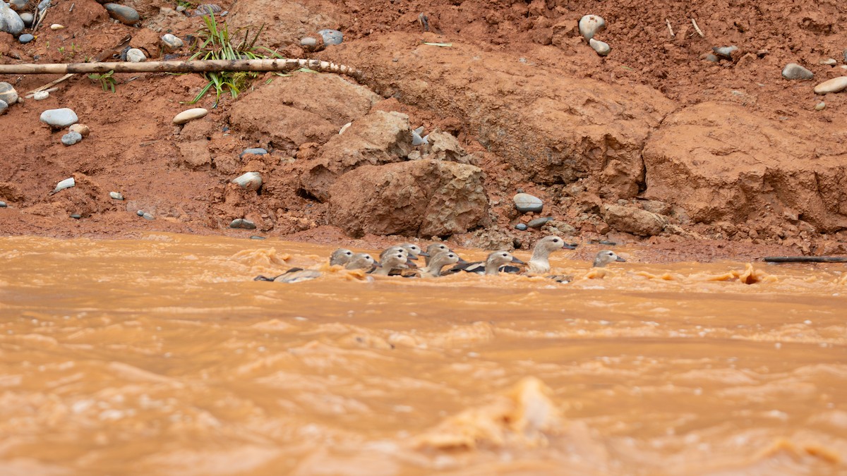 Orinoco Goose - ML644297544