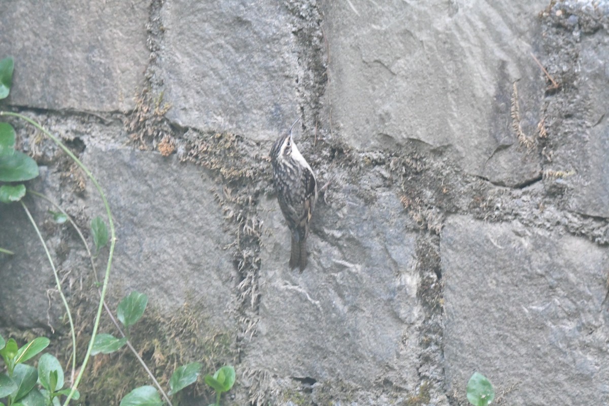 Bar-tailed Treecreeper - ML644297545