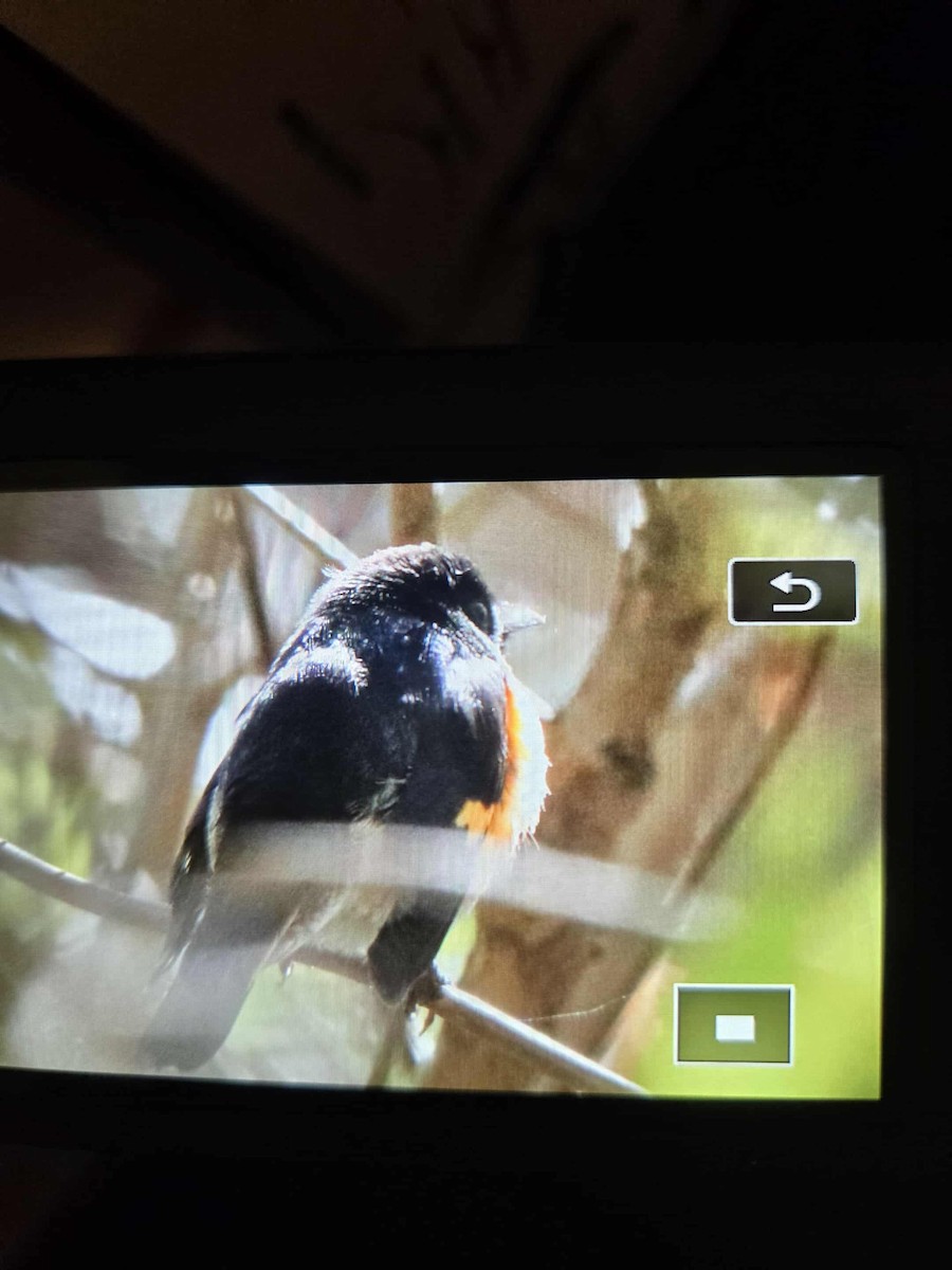 Kızıl Kuyruklu Ötleğen - ML644297561