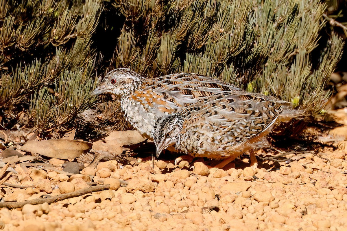 Boyalı Bıldırcınyelvesi - ML644297562