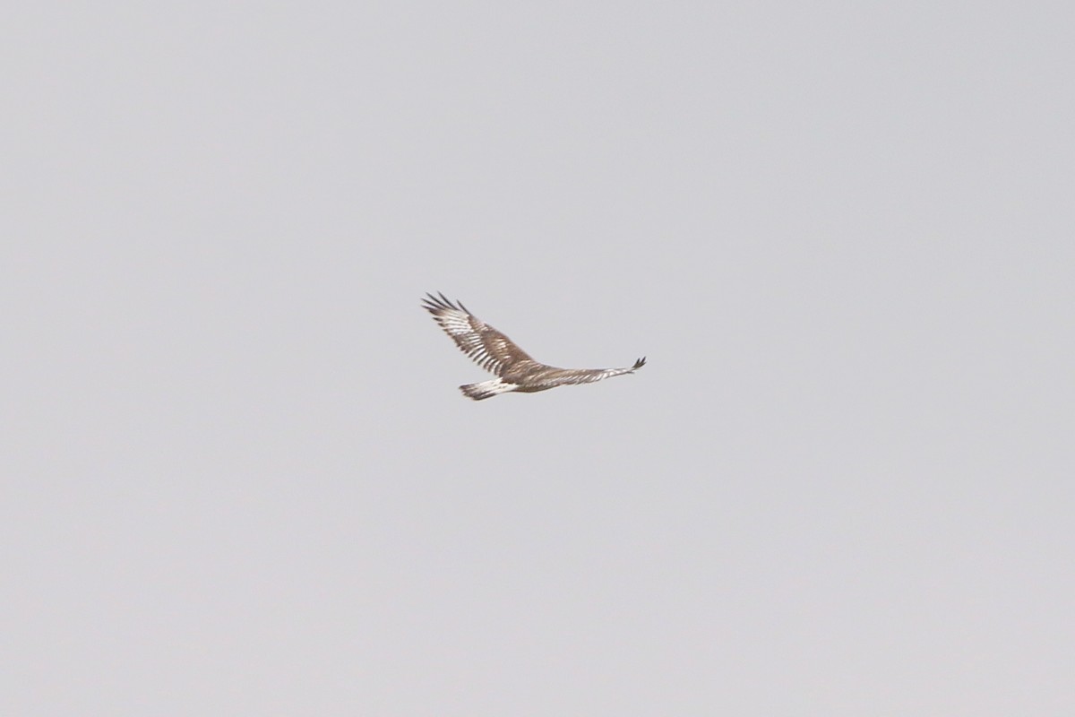 Ferruginous Hawk - ML644297567