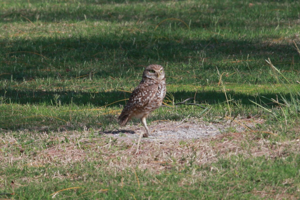 Burrowing Owl - ML644297576