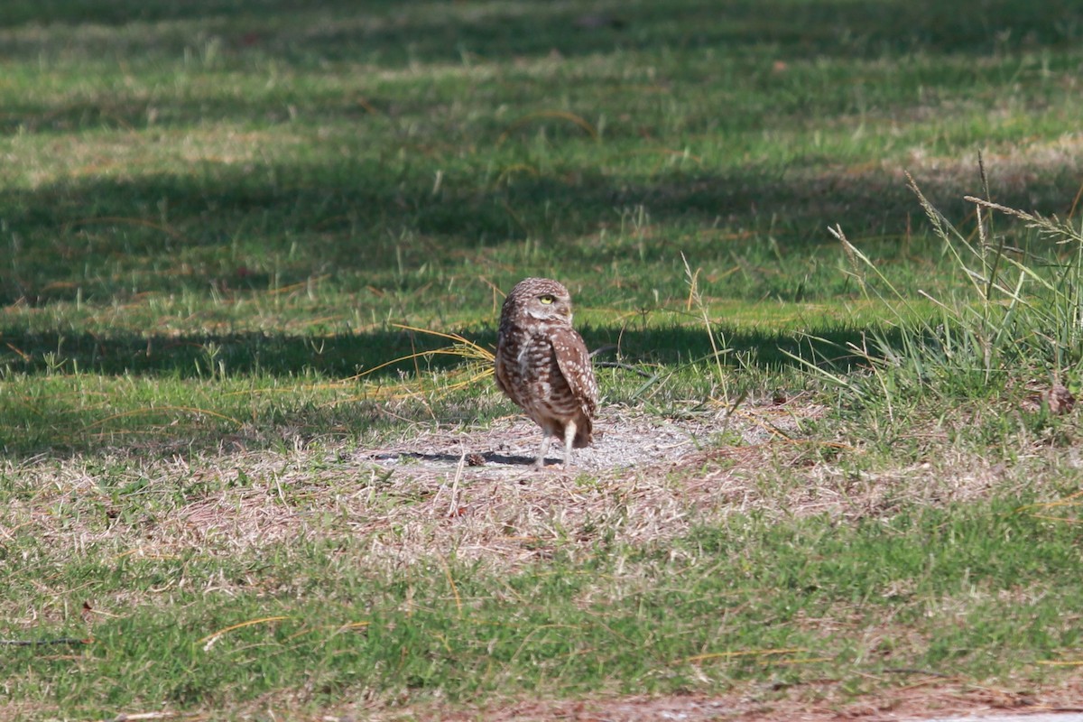 Burrowing Owl - ML644297577