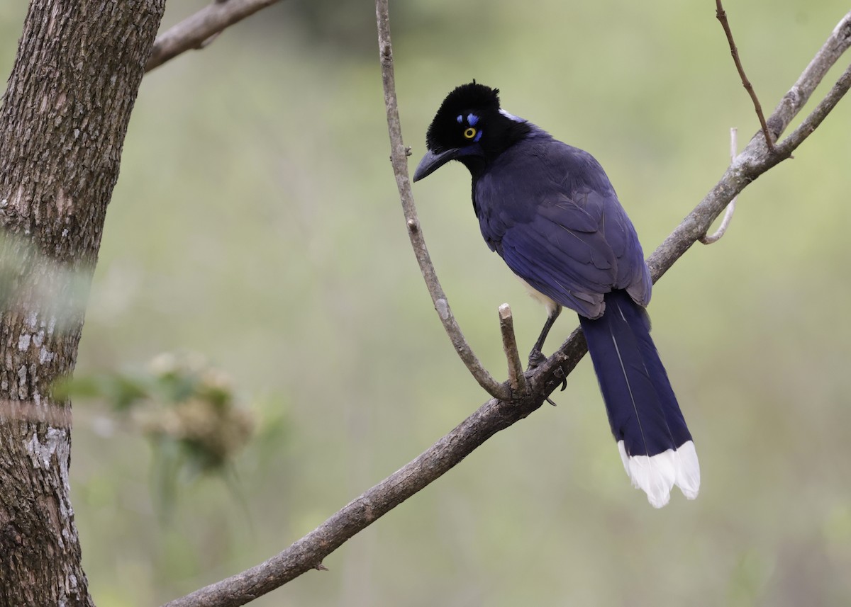 Geai acahé - ML644297589