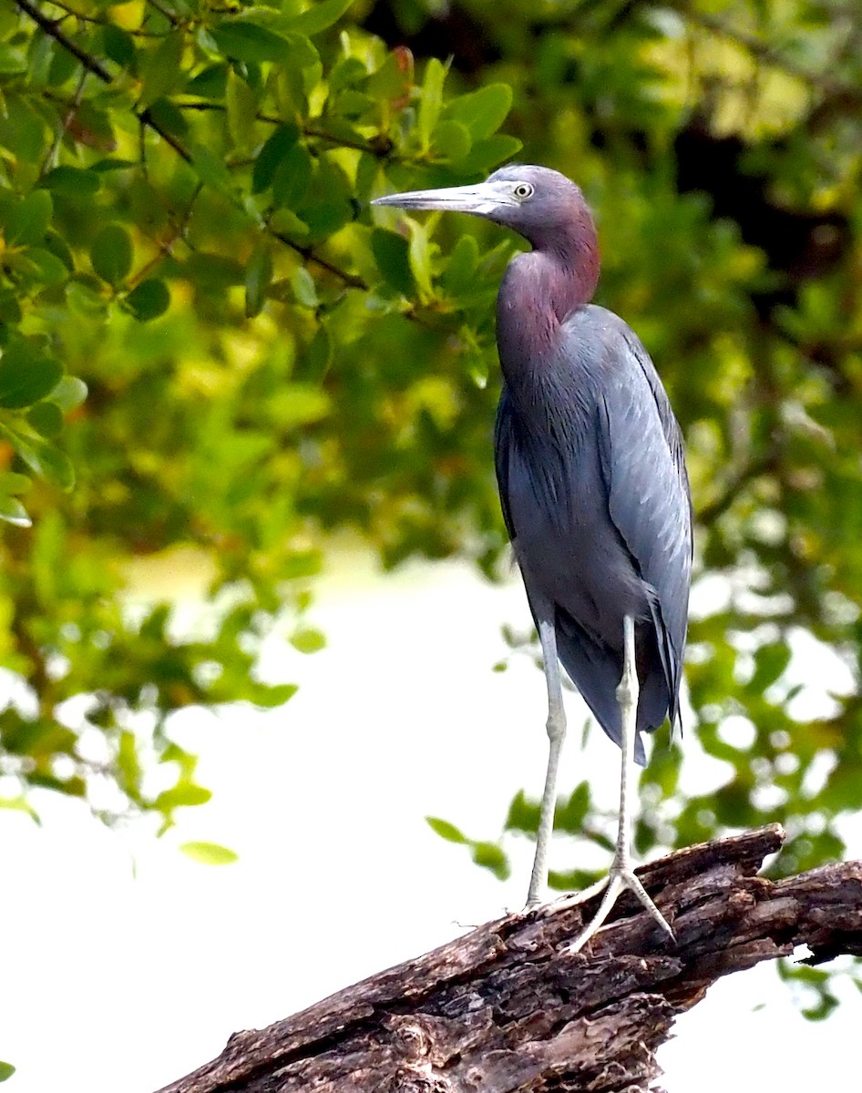 לבנית כחולה קטנה - ML644297595