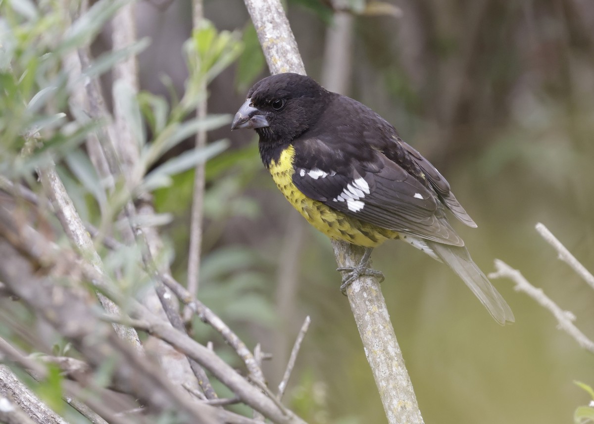Black-backed Grosbeak - ML644297605