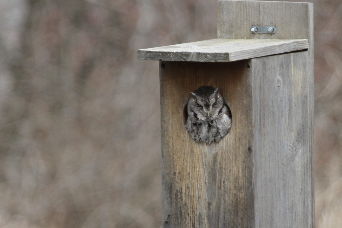 Сплюшка північна - ML644297606