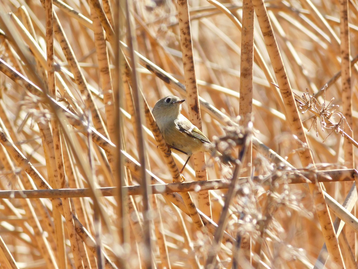 Ruby-crowned Kinglet - ML644297607