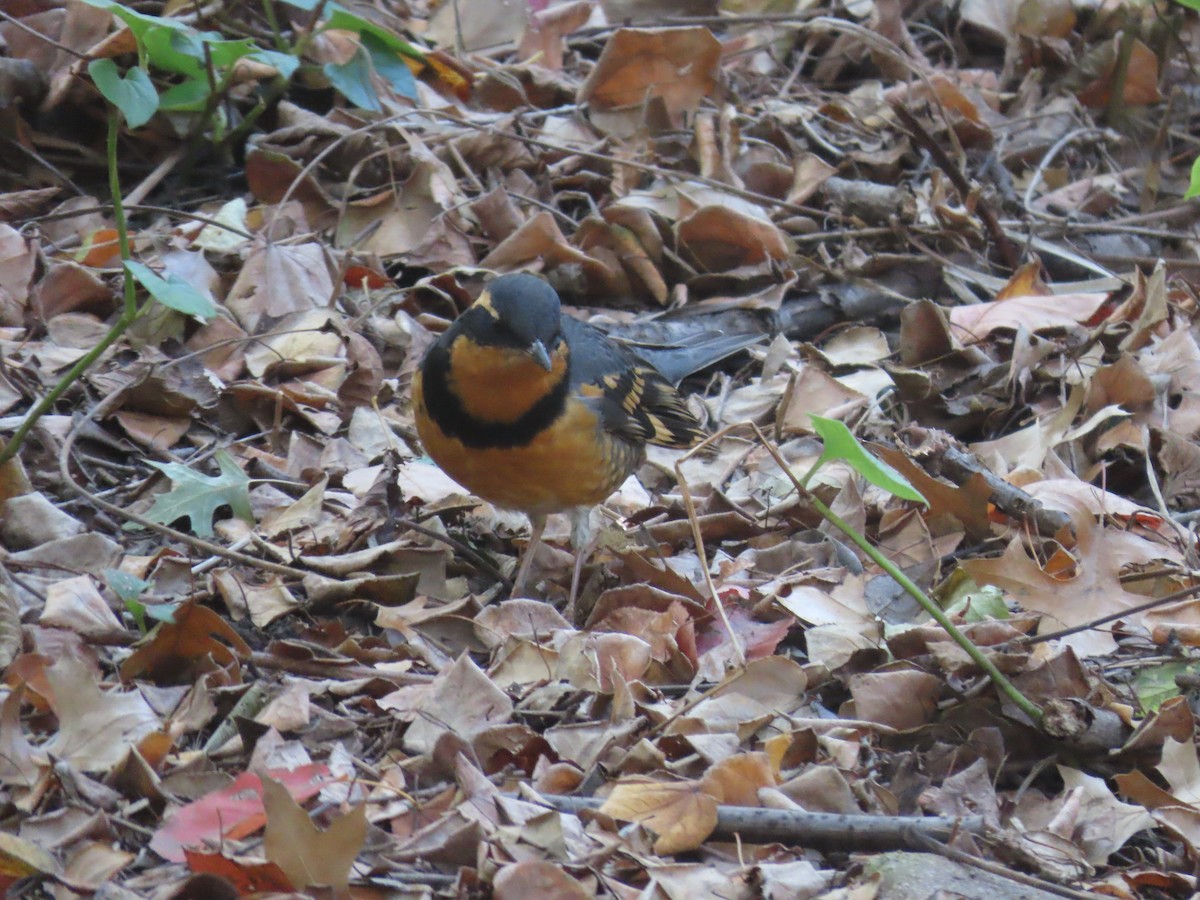 Varied Thrush - ML644297610