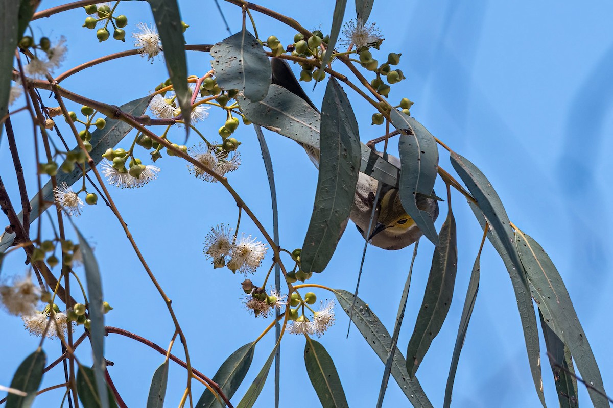 White-plumed Honeyeater - ML644297611