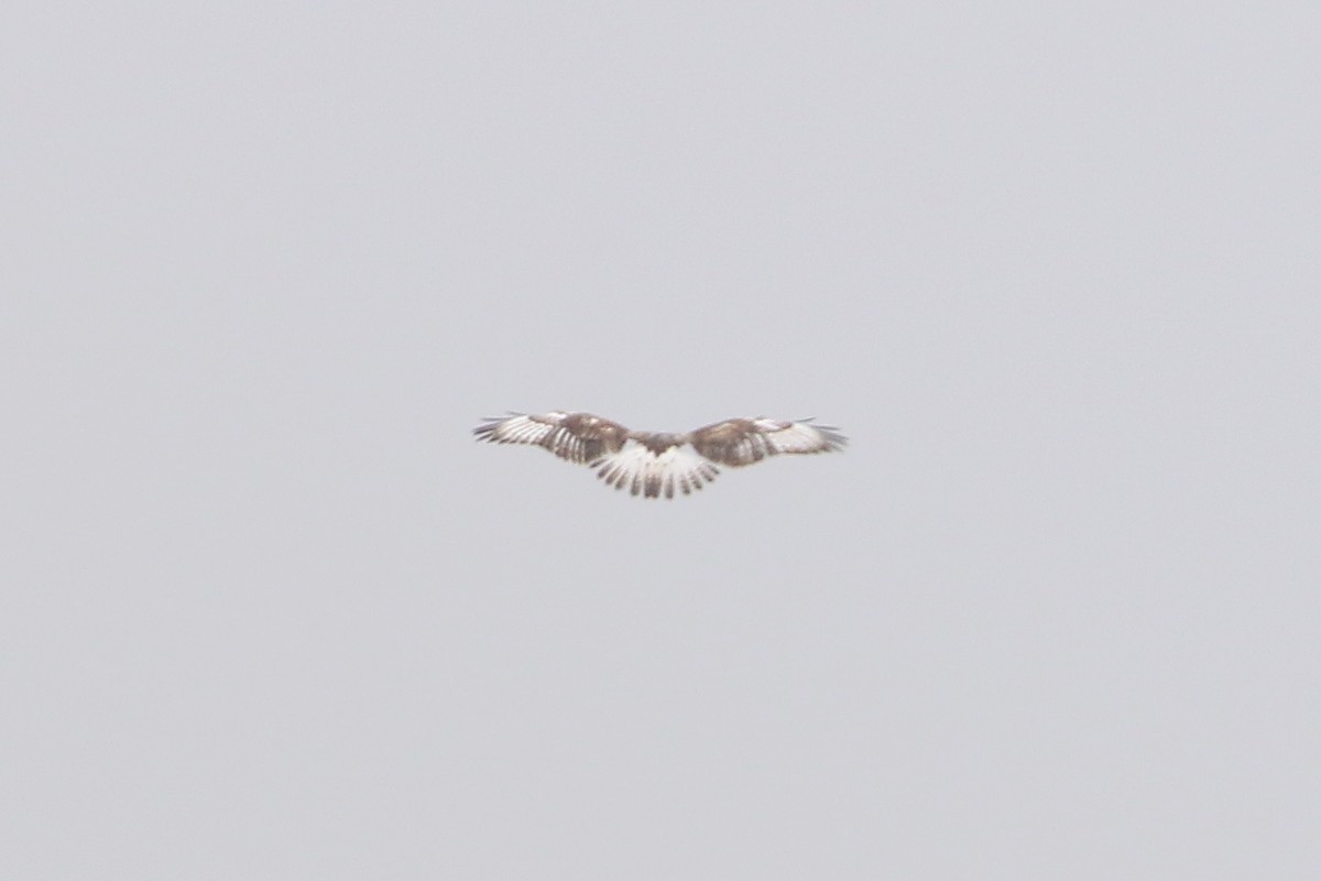 Ferruginous Hawk - ML644297612