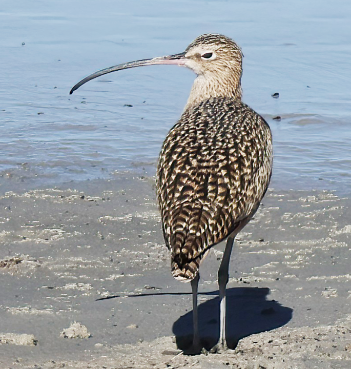 Long-billed Curlew - ML644297613