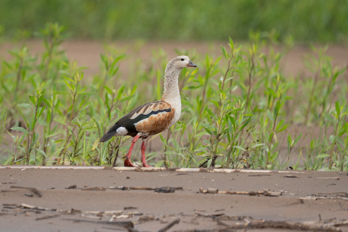Orinoco Goose - ML644297629