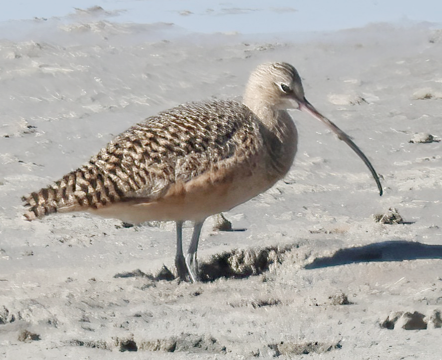 Long-billed Curlew - ML644297638