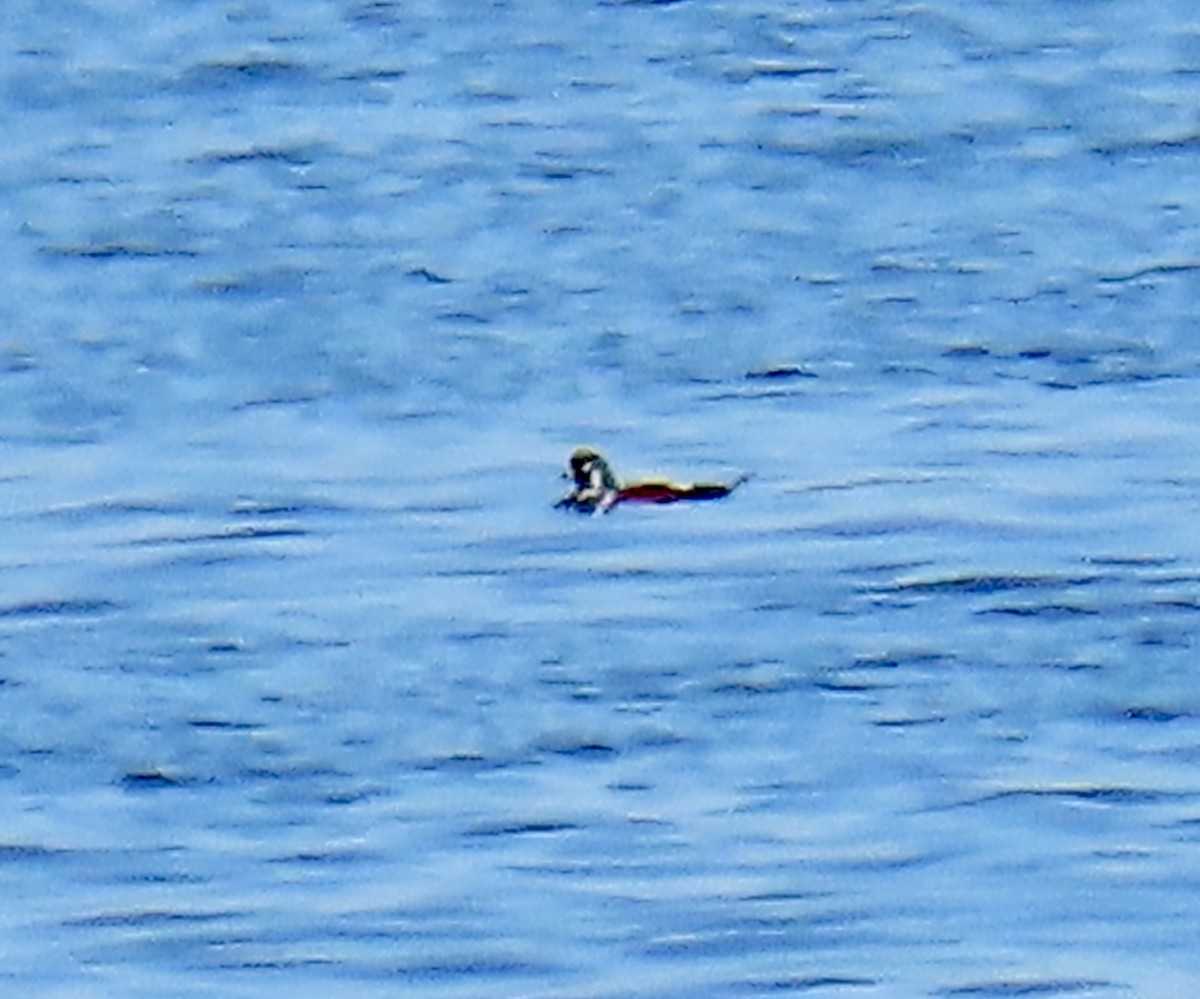 Ahate arlekina - ML644297641