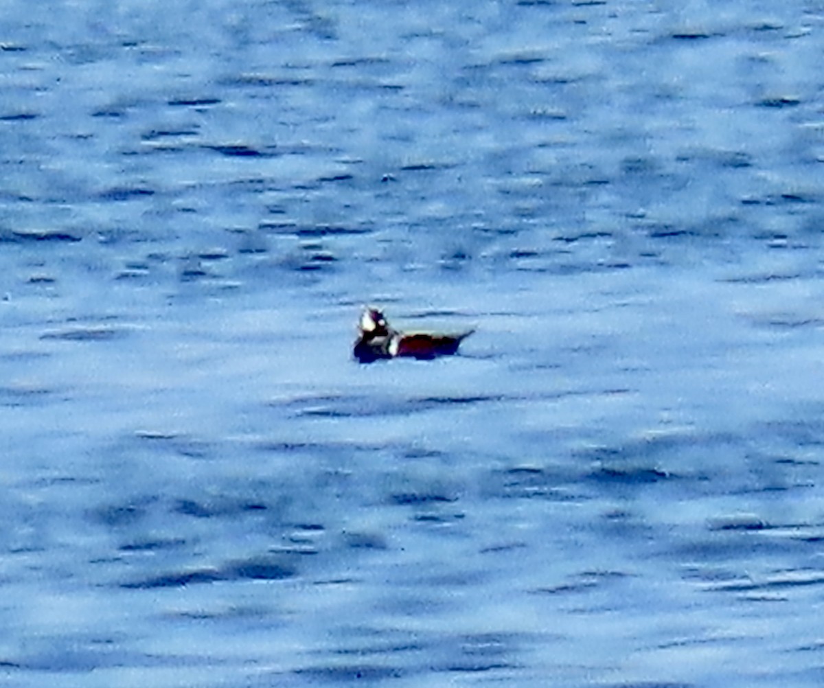 Ahate arlekina - ML644297642